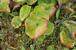 Kidneyleaf grass of Parnassus